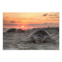 Sea Turtles at Sunset Photo Art