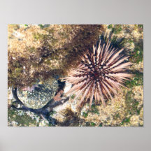 Sea Urchin #1 Poster