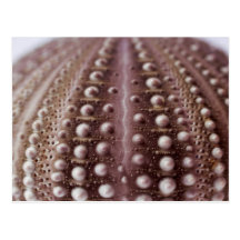 sea urchin post card