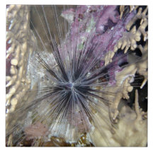 Sea Urchin Tile