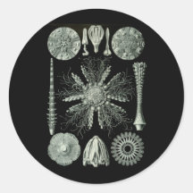 Sea Urchins Round Stickers