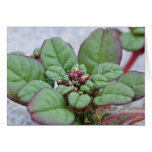 Seabeach Amaranth Greeting Cards