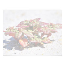 Seabeach Amaranth Custom Invitations