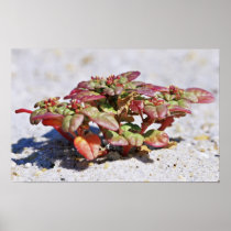 Seabeach Amaranth Print