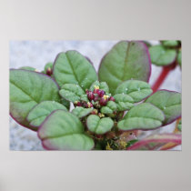 Seabeach Amaranth Print
