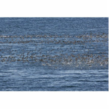 Seabird flock near Kasatochi Island Cut Outs