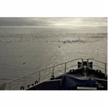 Seabirds off Tiglax bow near Chagulak Island Photo Cut Outs