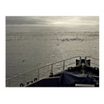 Seabirds off Tiglax bow near Chagulak Island Postcard