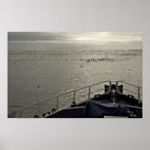 Seabirds off Tiglax bow near Chagulak Island Poster