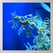 SeaDragon Posters