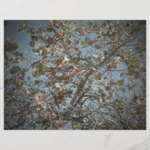 Seagrape plant, pinhole camera style, blue sky full color flyer