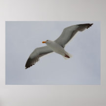 Seagul à San Francisco Poster