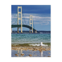 Seagull by Mackinac Bridge Post Cards