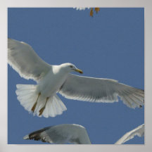 Seagull Flight Poster