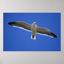 seagull fly high sore berkeley ca print