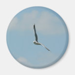 Seagull Flying On Sky High Fridge Magnets