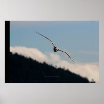 Seagull Gliding