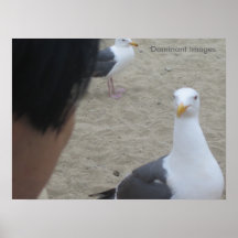 Seagull Human Conversation Poster