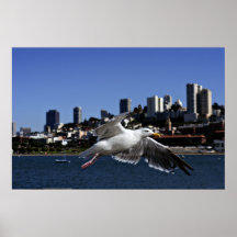 Seagull in San Francisco Bay Print
