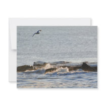 Seagull Announcement