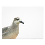 Seagull Left Corner of frame Photo Print