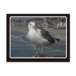 Seagull Morning Postcard