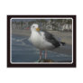 Seagull Morning Postcard