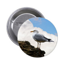 Seagull on a Brick-Wall in Rome Buttons
