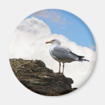 Seagull on a Brick-Wall in Rome Refrigerator Magnets
