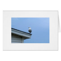 Seagull on a perch greeting cards