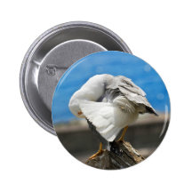 Seagull on a rock pinback buttons