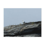 Seagull on cliff postcard