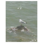 Seagull on rock flyer design