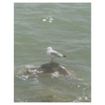 Seagull on rock letterhead template