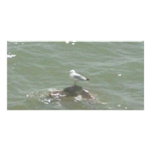 Seagull on rock photo card