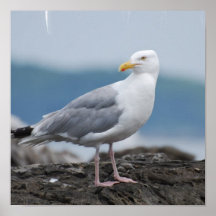 Seagull on Rock Poster
