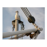 Seagull on the Rigging of a Boat Postcards