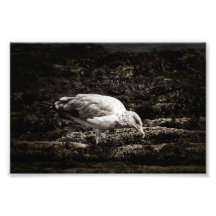 Seagull Photo Art
