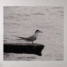 Seagull photography poster