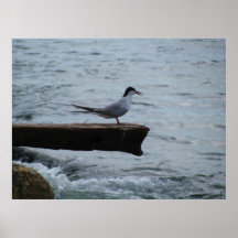 Seagull photography poster