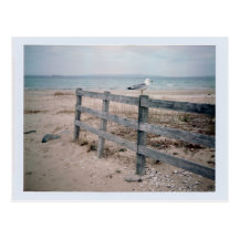 Seagull Postcard