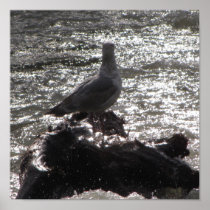 Seagull Poster