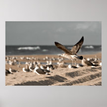 Seagull Poster