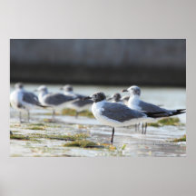 Seagull Poster
