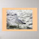 SEAGULL posters
