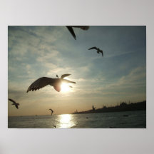 seagull print