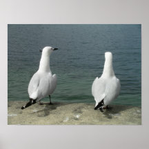 Seagull Print