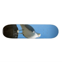 Seagull Standing On Wood Skateboard