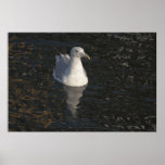 Seagull Swim fine art print