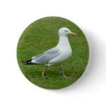 Seagull walking in the Park Pins